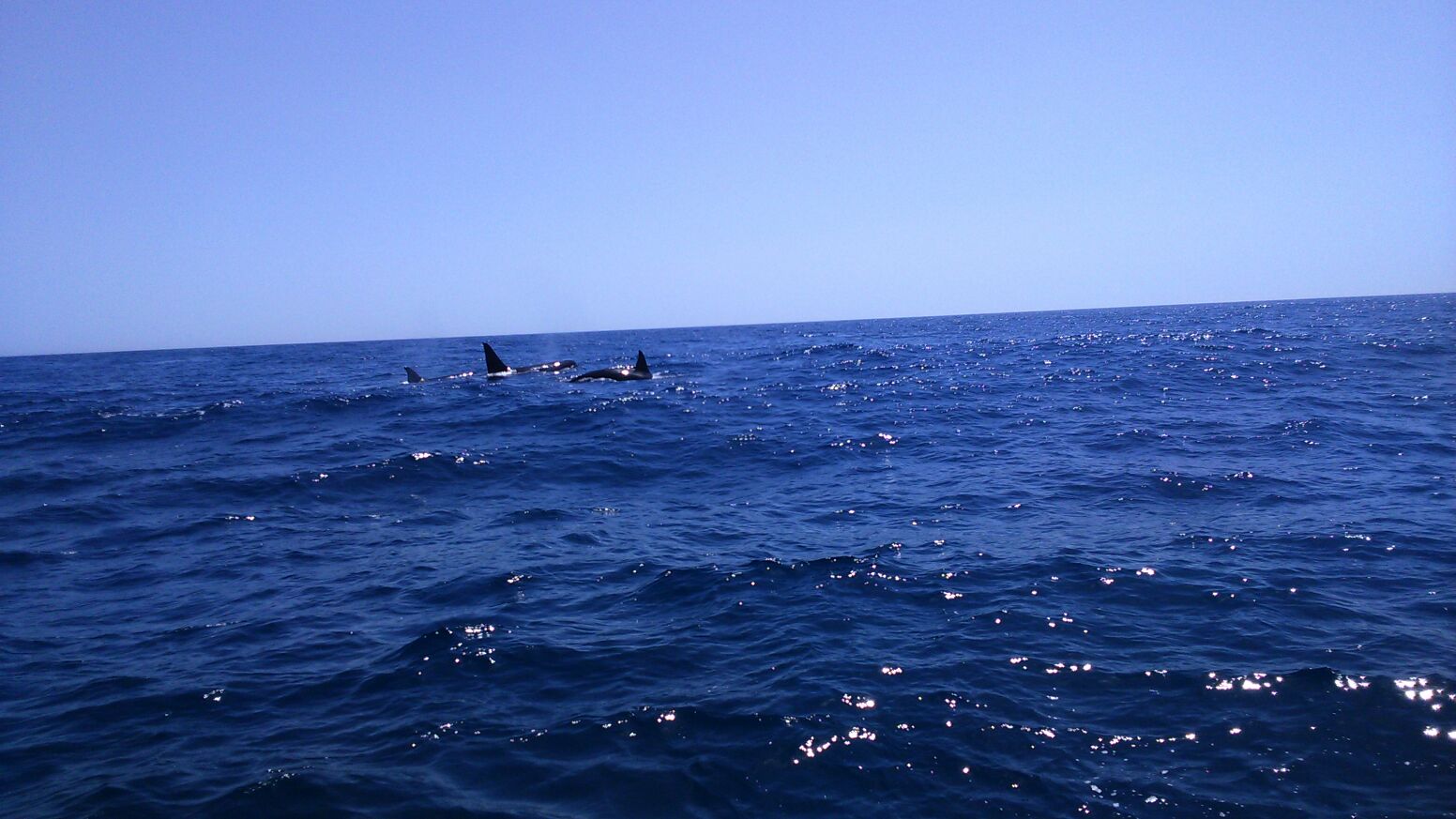Orcas ( Foto Dream Wave)